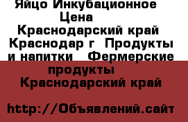 Яйцо Инкубационное › Цена ­ 8 - Краснодарский край, Краснодар г. Продукты и напитки » Фермерские продукты   . Краснодарский край